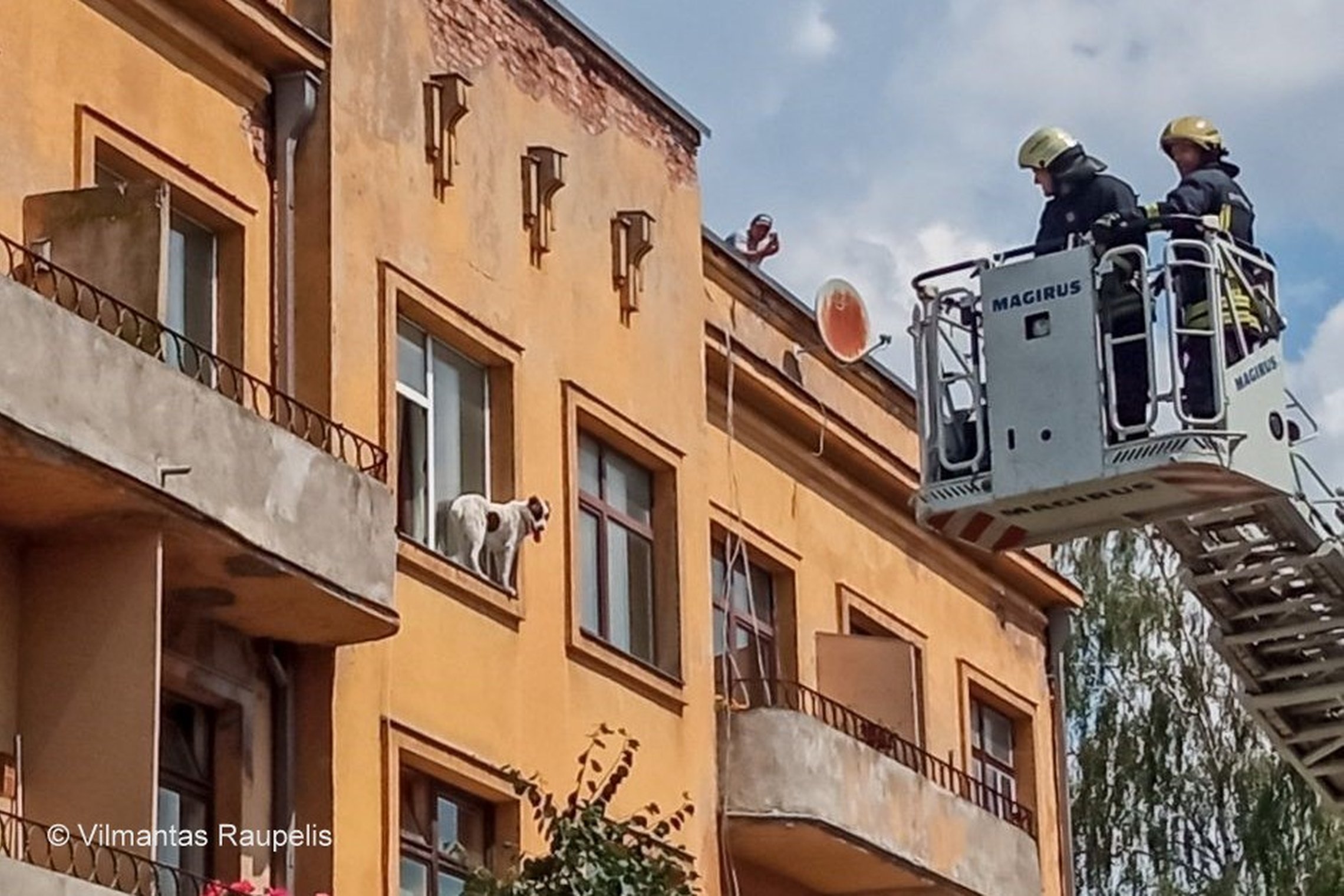 Nuotraukoje matomas ant palangės stovintis šuo ir iki jo pasikėlę ugniagesiai gelbėtojai