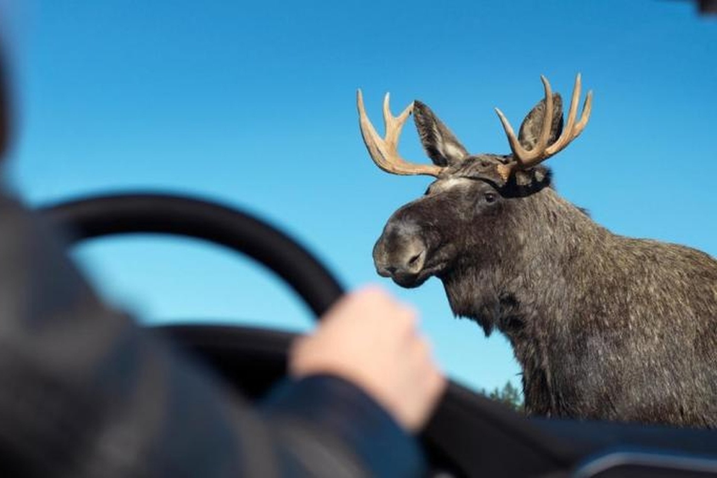 Nuotraukoje – pro automobilio langą matomas briedis 